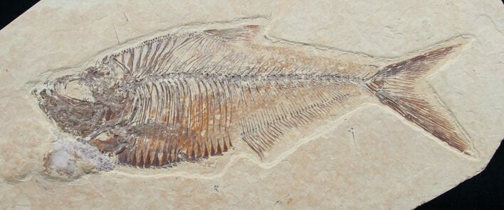 Diplomystus Fossil Fish - Wyoming #7583